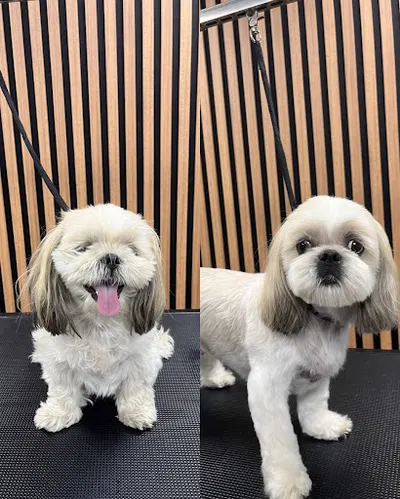 PsiaSpółka - psi fryzjer Wrocław Śródmieście - groomer - strzyżenie psów Wrocław - kursy groomerskie